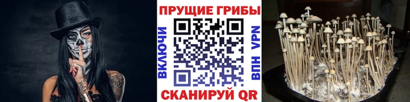 Галлюциногенные грибы Psilocybine cubensis  Купить закладки  Озёры 